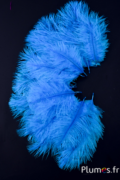 Autruche Bellies - 8-13 cm - turquoise